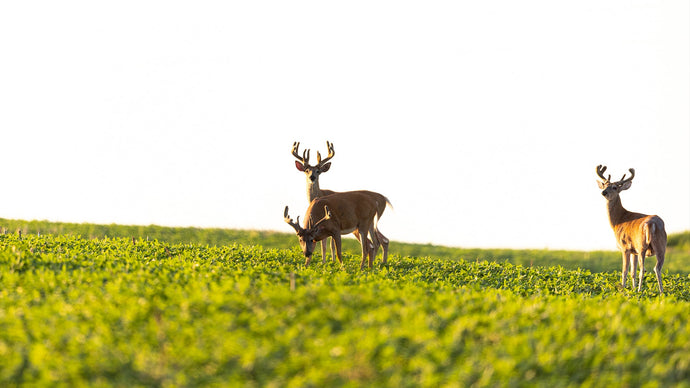 Setting Up Your Trail Camera For The 2025 Deer Seasom