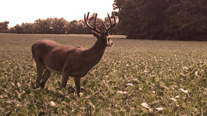 Getting Your Fall Food Plot Ready for Deer Season