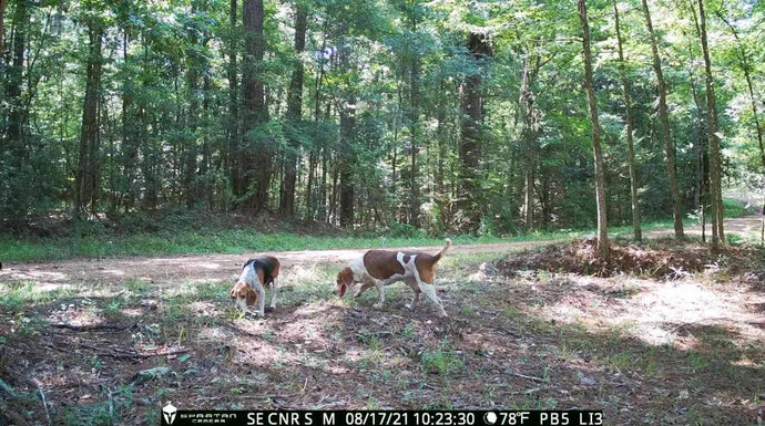 Utilizing the Power of Cellular Trail Cameras for Pet Rescue Operations